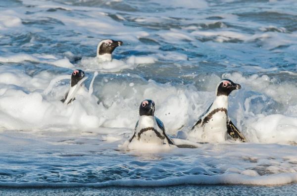 Penguins in the waves